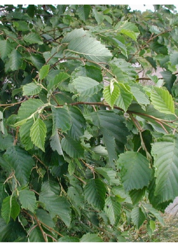 ALNUS incana