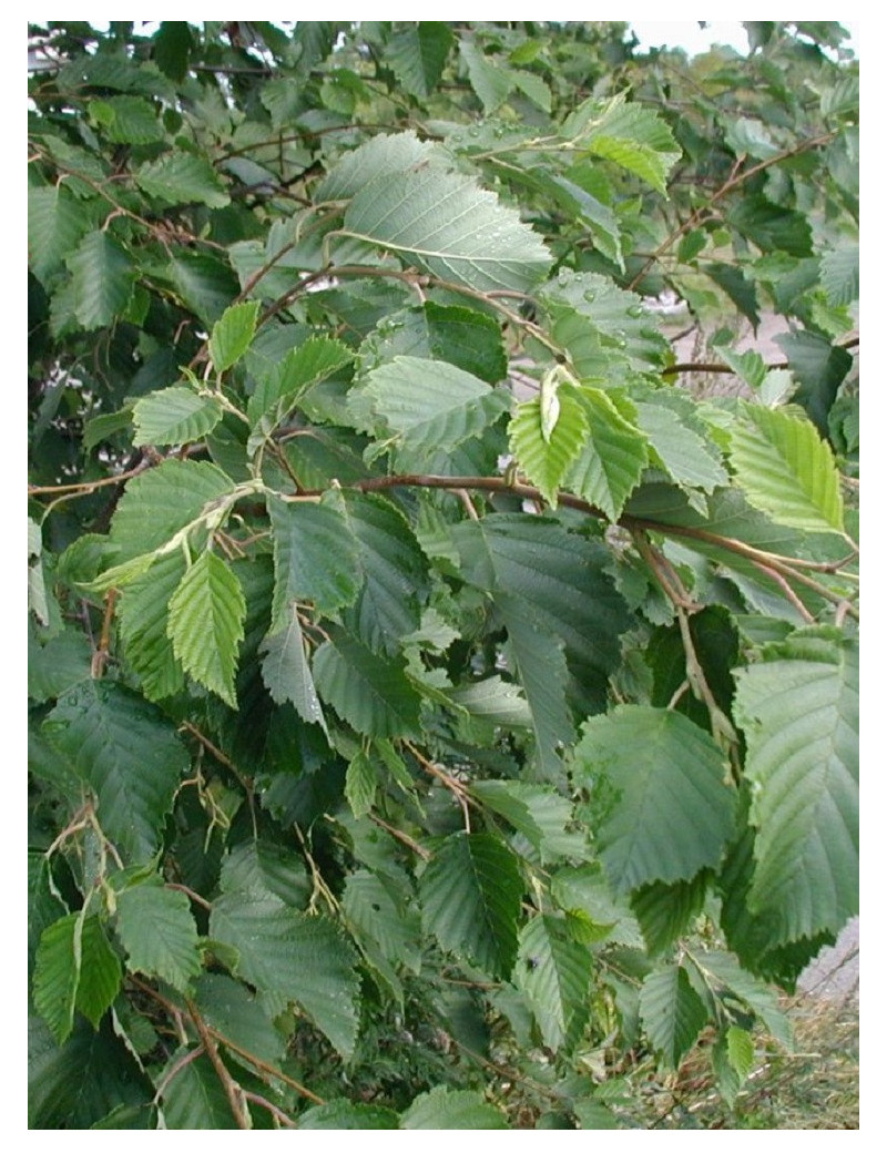 ALNUS incana