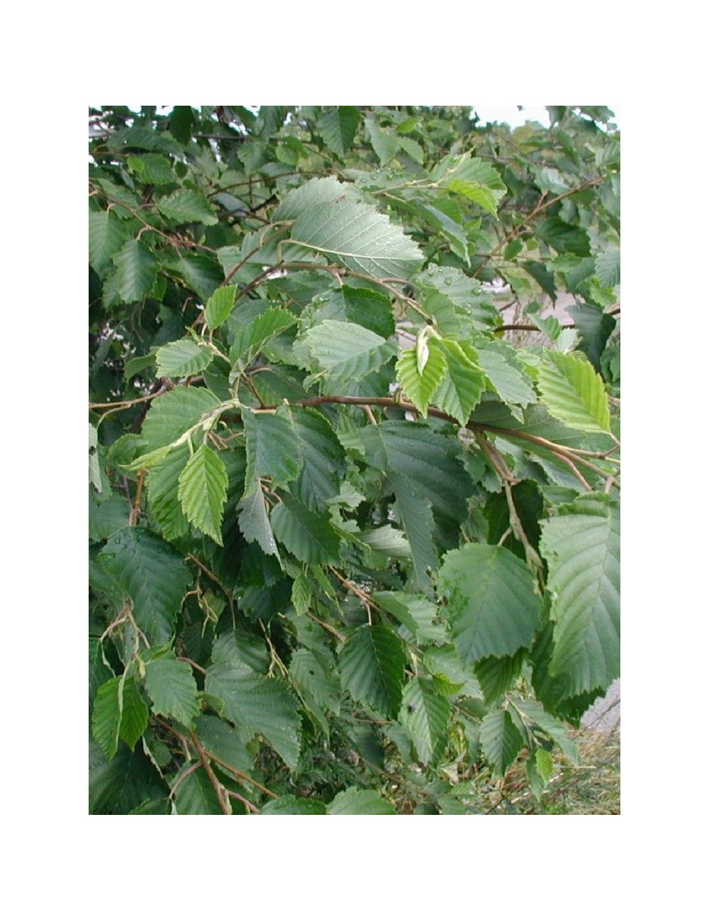 ALNUS incana