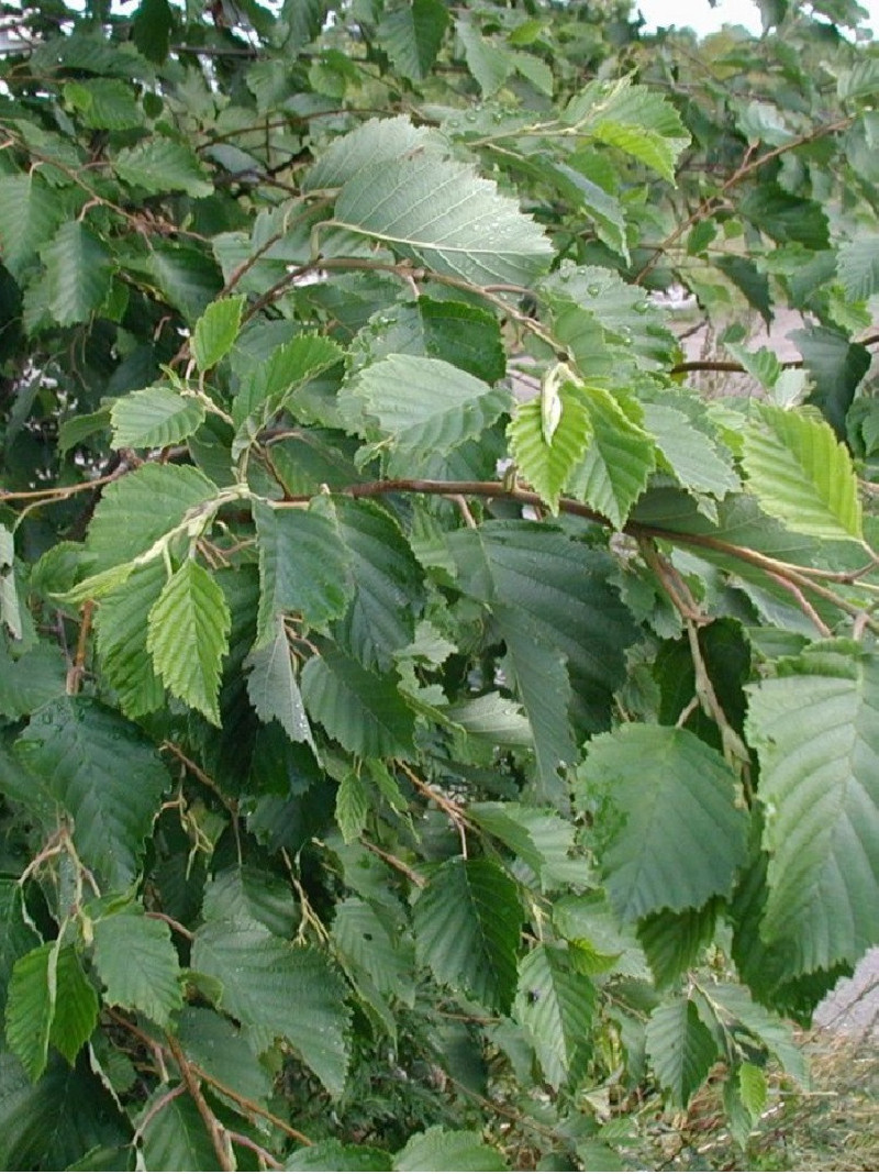 ALNUS incana