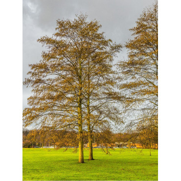 ALNUS incana