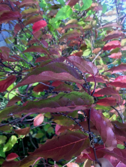 STACHYURUS chinensis CELINA