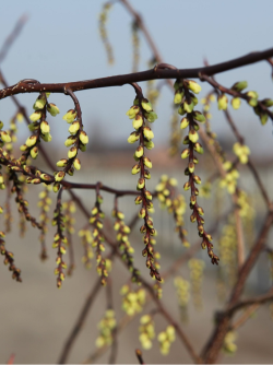STACHYURUS chinensis JOY FOREVER