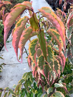 STACHYURUS chinensis JOY FOREVER