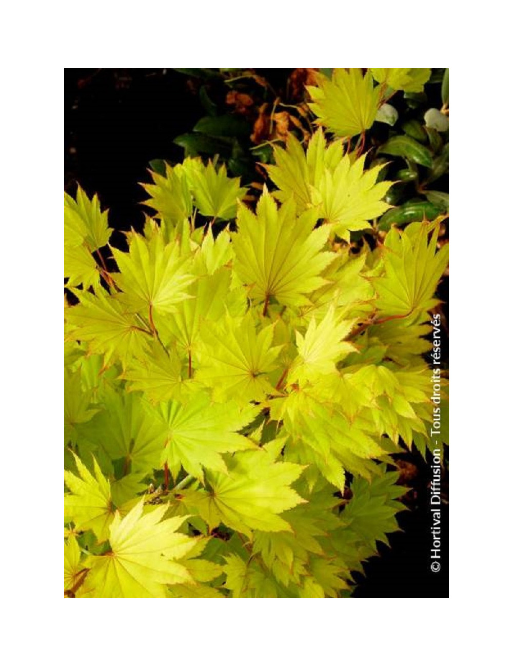 ACER shirasawanum AUREUM