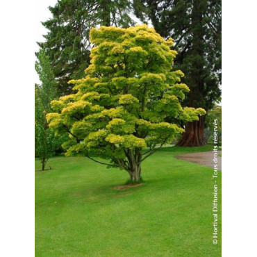 ACER shirasawanum AUREUM