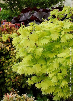 ACER shirasawanum AUREUM