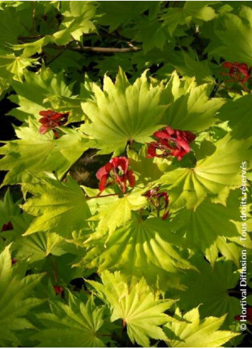 ACER shirasawanum AUREUM