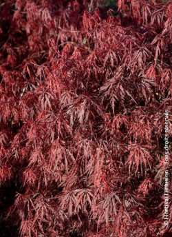 ACER palmatum DISSECTUM FIRECRACKER