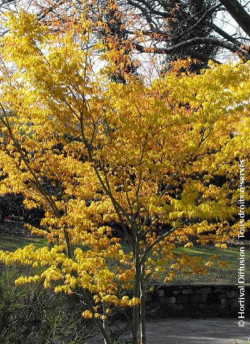 ACER palmatum KATSURA