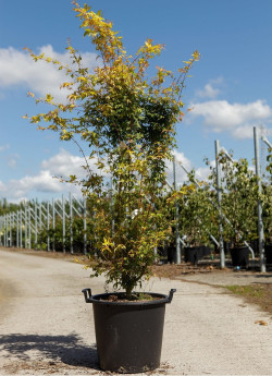 ACER palmatum KATSURA En pot de 25-30 litres buisson hauteur 100-125 cm