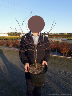 ACER palmatum DISSECTUM FIRECRACKER En pot de 10-12 litres buisson hauteur 060-080 cm