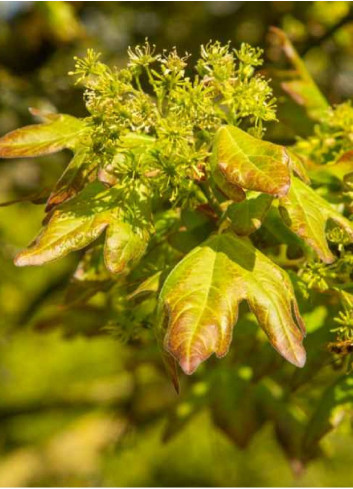 ACER campestre RED SHINE