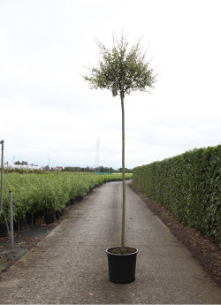 SALIX integra HAKURO-NISHIKI En pot de 25-30 litres tige hauteur du tronc 190-210 cm