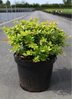 BERBERIS media DUAL JEWEL En pot de 10-12 litres buisson hauteur 040-060 cm