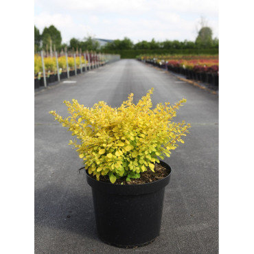 BERBERIS thunbergii AUREA En pot de 10-12 litres buisson hauteur 040-050 cm