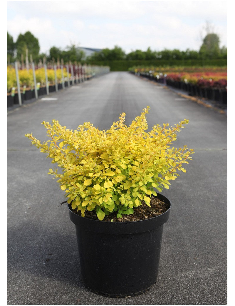 BERBERIS thunbergii AUREA En pot de 10-12 litres buisson hauteur 040-050 cm