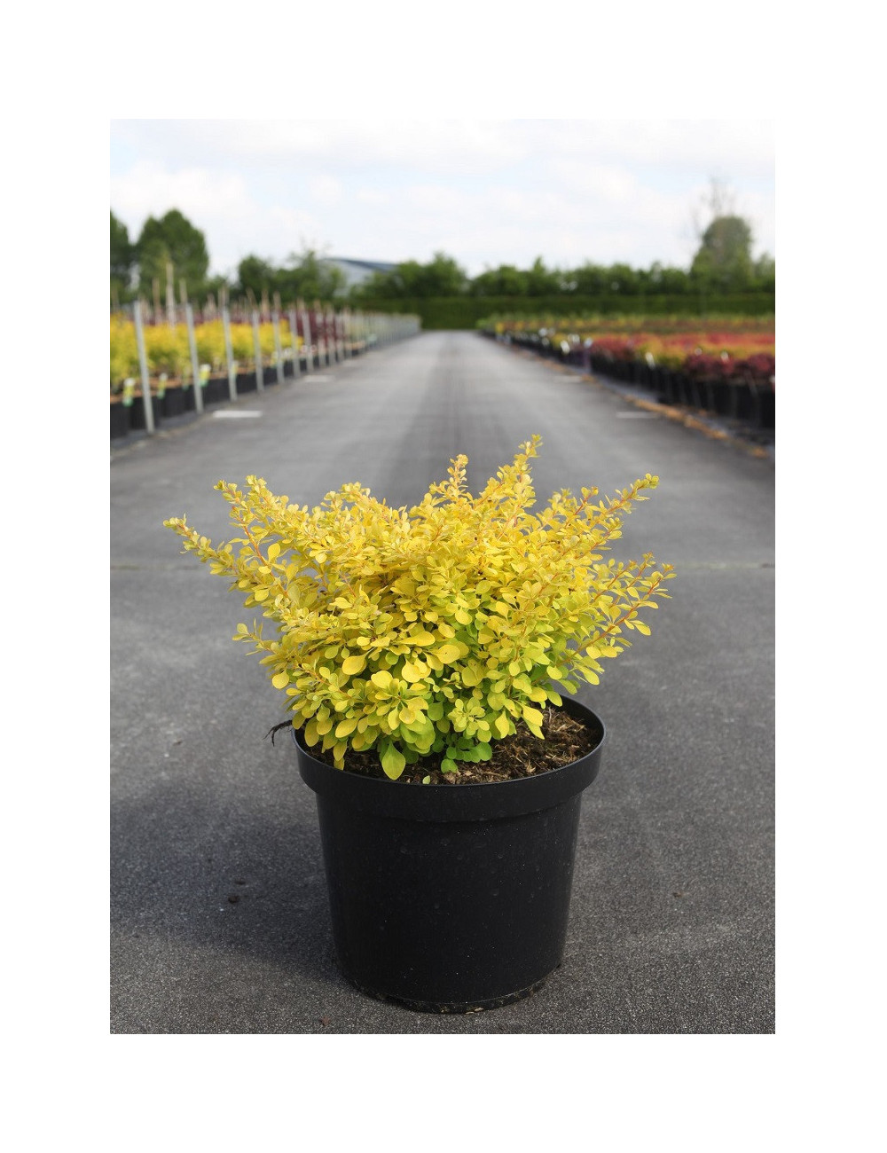 BERBERIS thunbergii AUREA En pot de 10-12 litres buisson hauteur 040-050 cm