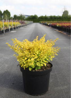 epine-vinette-de-thunberg-doree-berberis-thunbergii-aurea.jpg