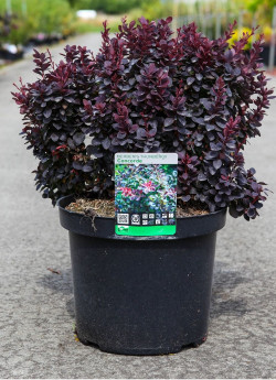 BERBERIS thunbergii CONCORDE En pot de 10-12 litres buisson hauteur 040-050 cm