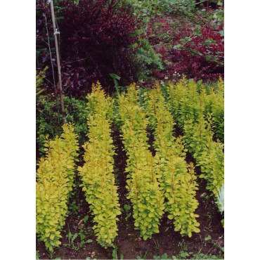 BERBERIS thunbergii GOLDEN ROCKET