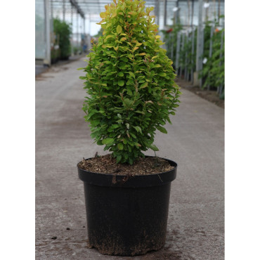 BERBERIS thunbergii GOLDEN ROCKET En pot de 10-12 litres