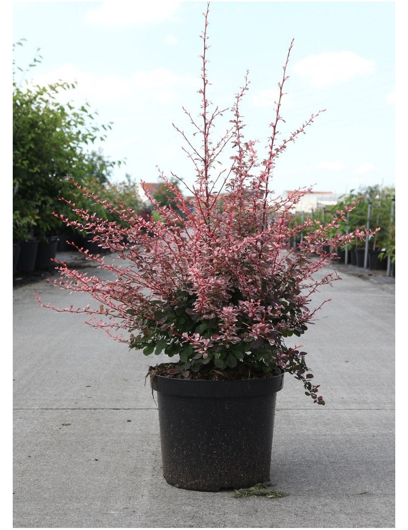 BERBERIS thunbergii HARLEQUIN En pot de 10-12 litres