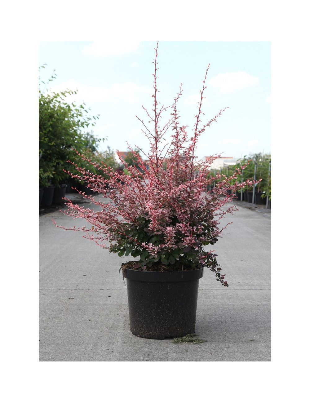 BERBERIS thunbergii HARLEQUIN En pot de 10-12 litres