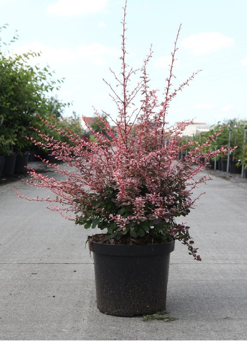 BERBERIS thunbergii HARLEQUIN En pot de 10-12 litres buisson hauteur 040-050 cm