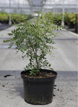 XANTHOCERAS sorbifolium En pot de 4-5 litres buisson hauteur 040-060 cm