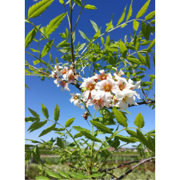 XANTHOCERAS sorbifolium