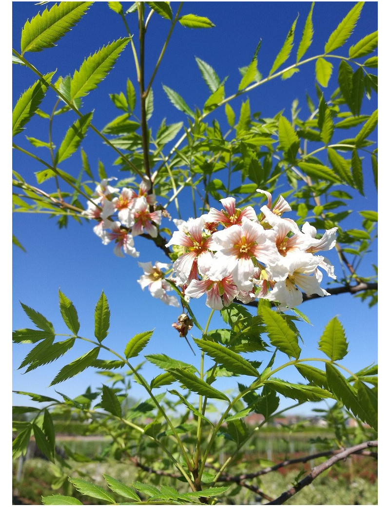 XANTHOCERAS sorbifolium