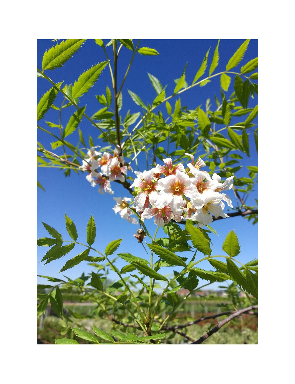 XANTHOCERAS sorbifolium