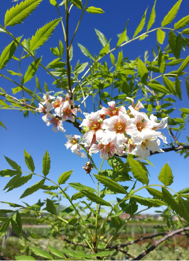 XANTHOCERAS sorbifolium