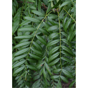 XANTHOCERAS sorbifolium