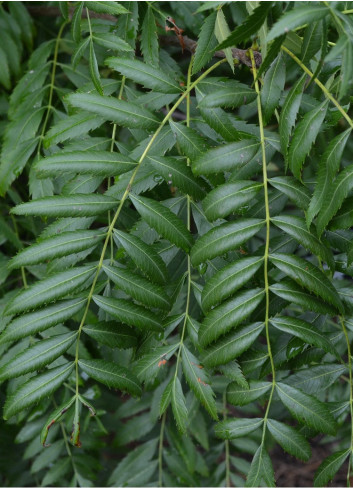 XANTHOCERAS sorbifolium