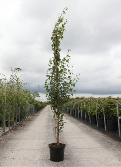 BETULA verrucosa FASTIGIATA En pot de 12-15 litres baliveau hauteur 150-175 cm