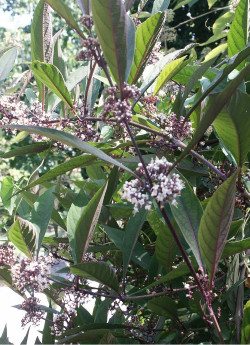 CALLICARPA kwangtungensis