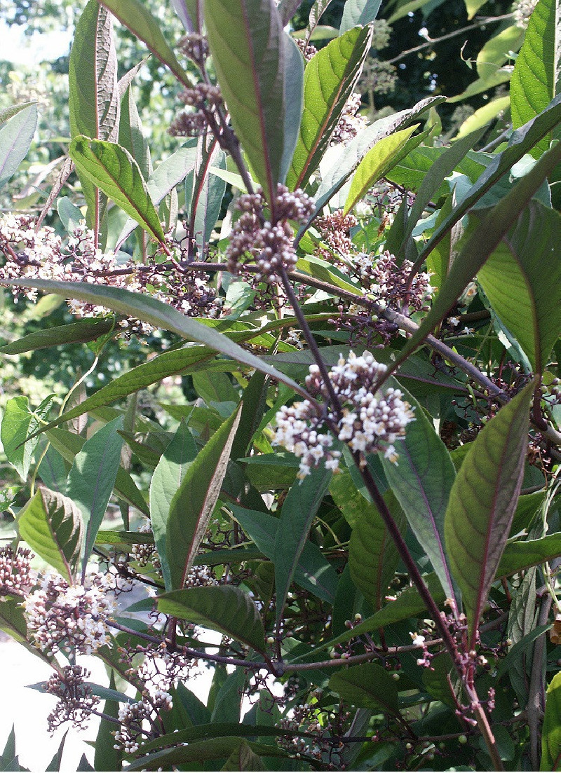 CALLICARPA kwangtungensis