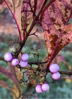 CALLICARPA kwangtungensis