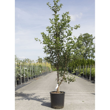 PRUNUS pandora En pot de 12-15 litres forme baliveau