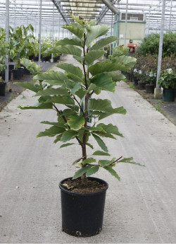 MAGNOLIA acuminata BLUE OPAL En pot de 12-15 litres