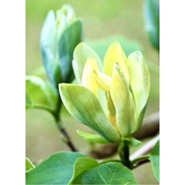 MAGNOLIA acuminata BLUE OPAL