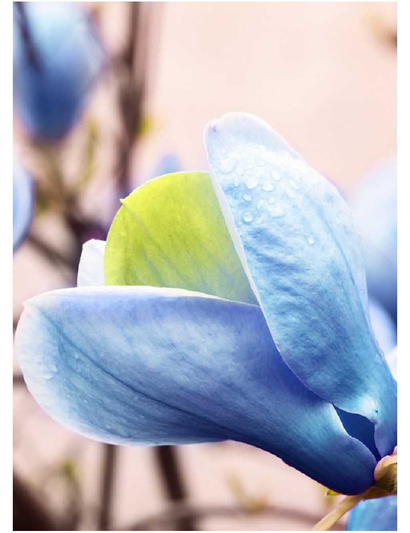 MAGNOLIA acuminata BLUE OPAL