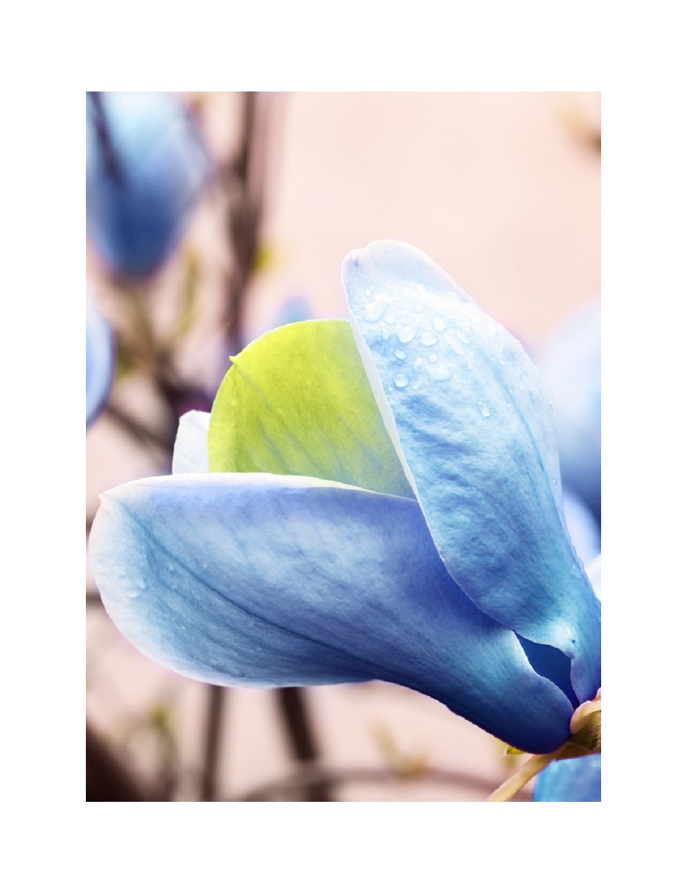 MAGNOLIA acuminata BLUE OPAL