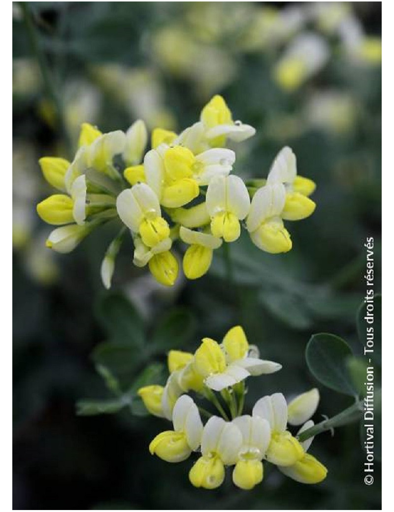 CORONILLA glauca CITRINA