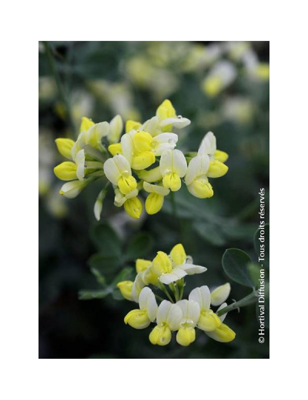 CORONILLA glauca CITRINA