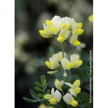 CORONILLA glauca CITRINA