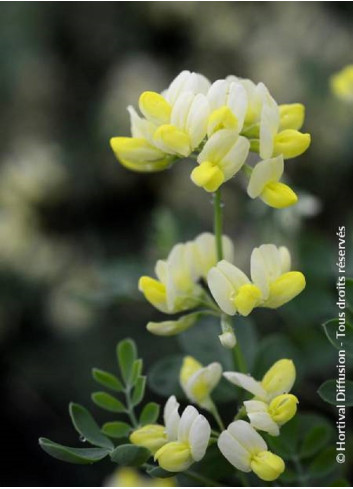 CORONILLA glauca CITRINA