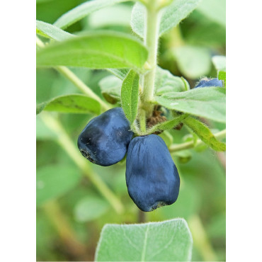 LONICERA kamtschatica BLUE VELVET